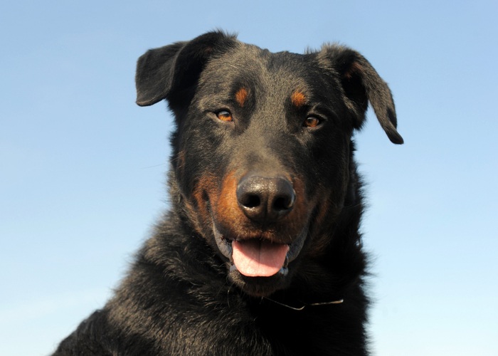 Beauceron
