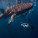 Animaux marins à voir en Bretagne : voici les 6 incontournables