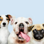 Chien dangereux : top 10 des races à la mauvaise réputation