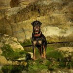 Chien le plus grand du monde : les spécimens les plus impressionnants