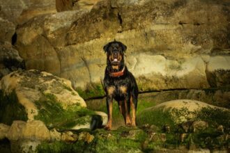 Chien le plus grand du monde : les spécimens les plus impressionnants
