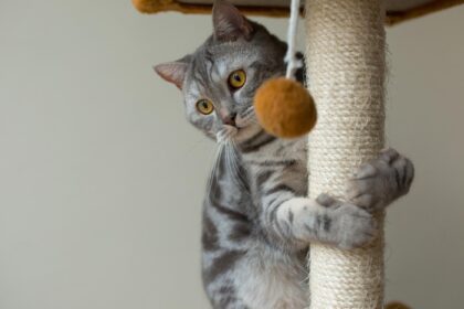Jeux pour chat : quels sont leurs avantages ?