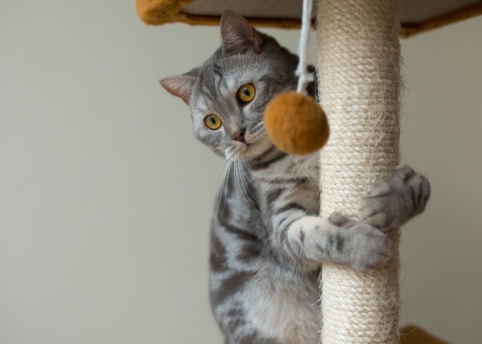 Jeux pour chat : quels sont leurs avantages ?