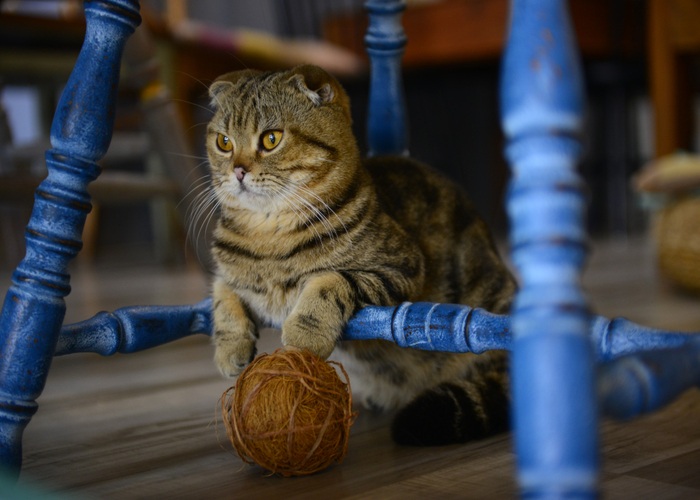 jeux d’intelligence pour chat