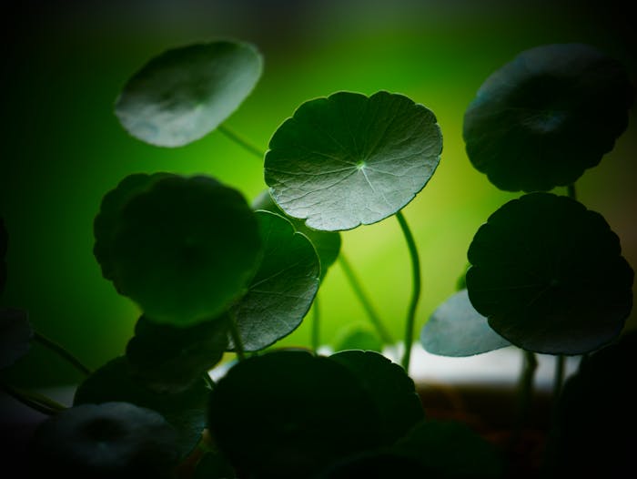 Centella asiatica
