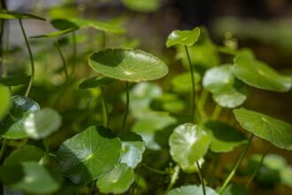 Quelles sont les vertus reconnues de la Centella asiatica ?