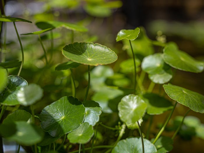 Quelles sont les vertus reconnues de la Centella asiatica ?