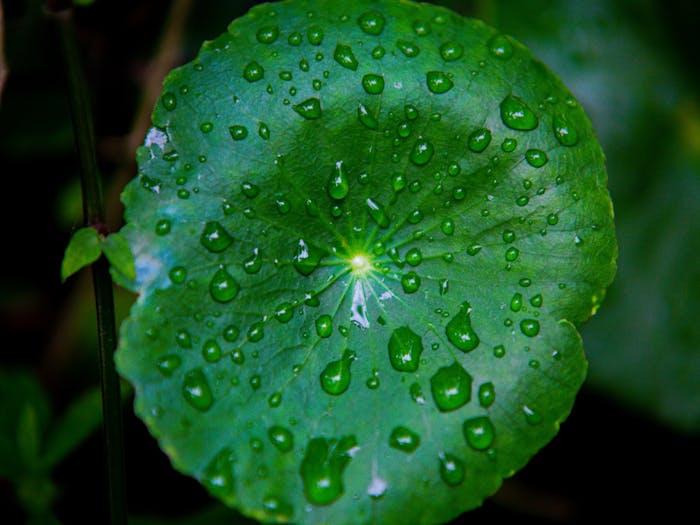 La Centella asiatica