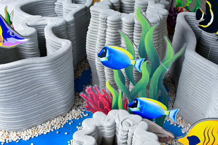 plantes aquatiques