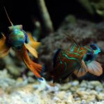 Décoration aquarium : comment réussir sa mise en place ?