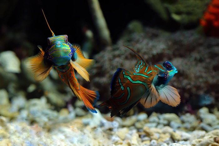 Décoration aquarium : comment réussir sa mise en place ?